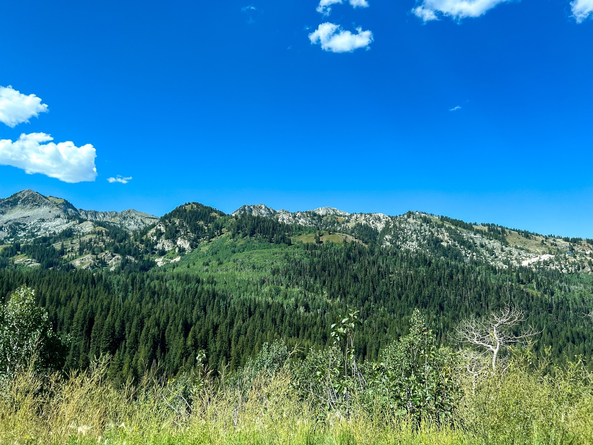 Lush green mountains under a clear blue sky, showcasing diverse tree cover and rocky peaks. This scenic view highlights natural beauty and outdoor appeal.