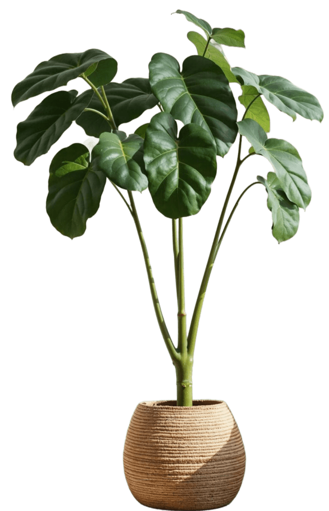 Plant