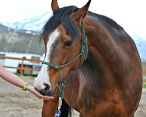 Shadow Mountain Equine 137 cropped 8x10