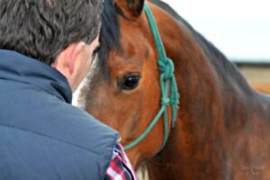 Shadow Mountain Equine 144