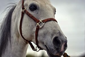 Shadow Mountain Equine 255
