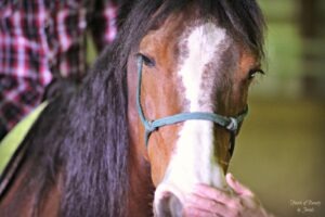 Shadow Mountain Equine 539